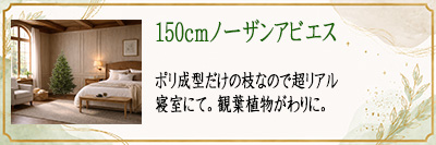 150cm�m�[�U���A�r�G�X�@�Q���ɂā@�ϗt�A��������